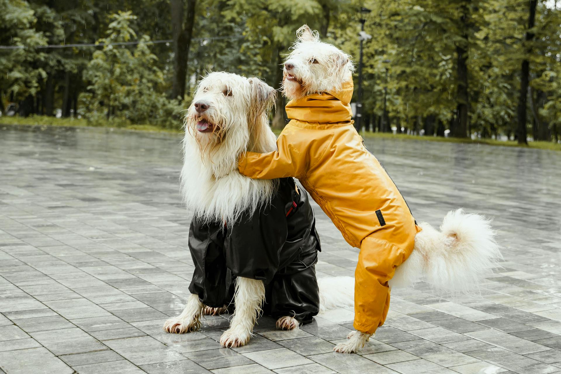 Hairy Dogs Wearing Pet Clothing, Posing in a Park