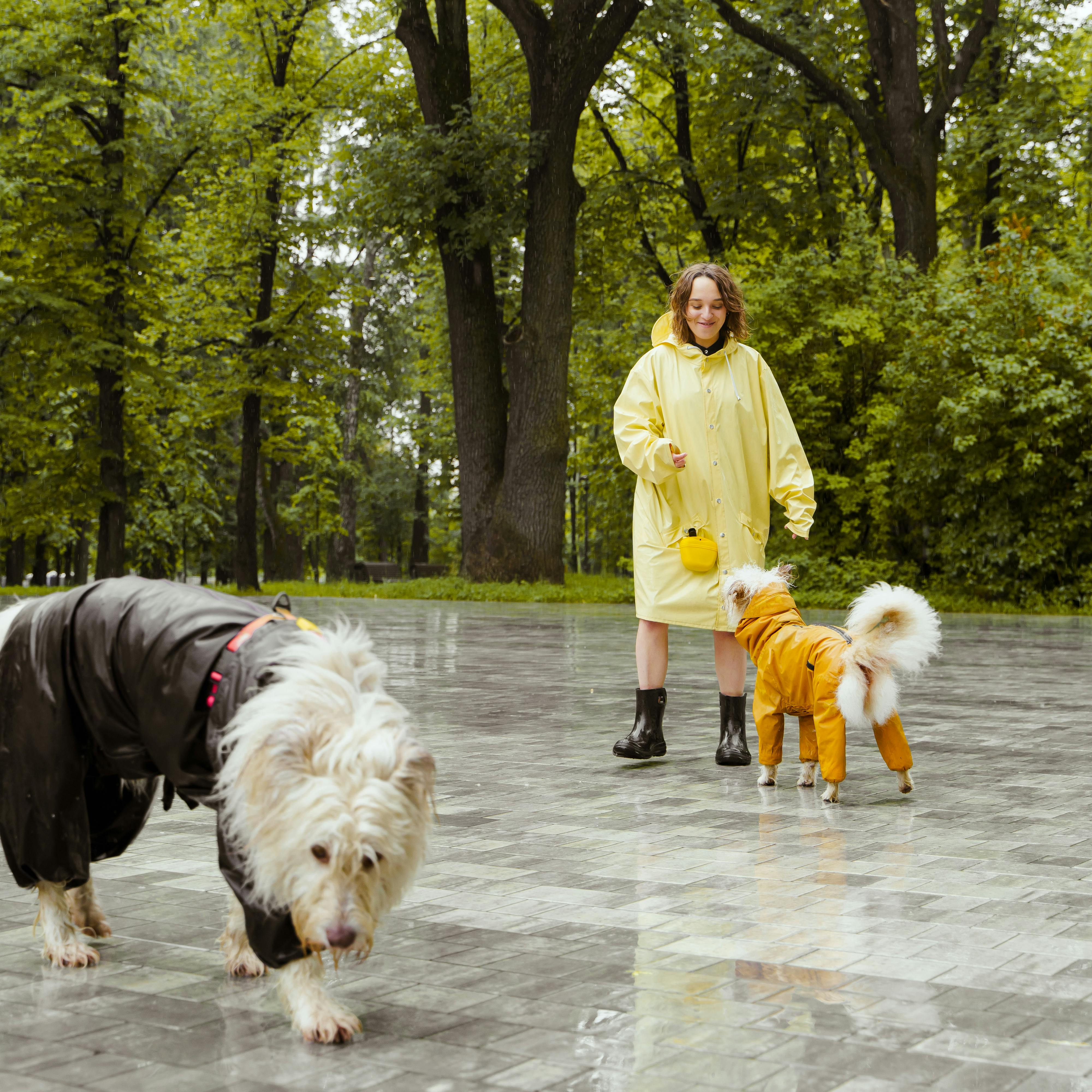 a woman in yellow raincoat training her dogs