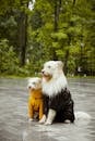 White Long Coated Small Dog in Yellow Shirt and Black Jacket Standing on River