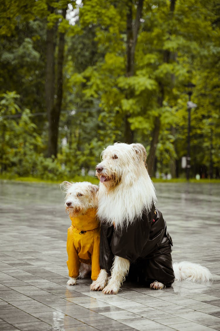 Wet Dogs Wearing Raincoats