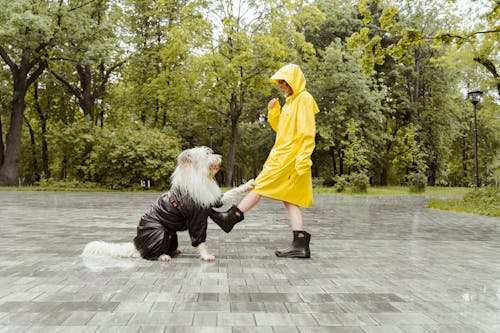 Person in Yellow Raincoat Playing with His White Dog Under the Rain