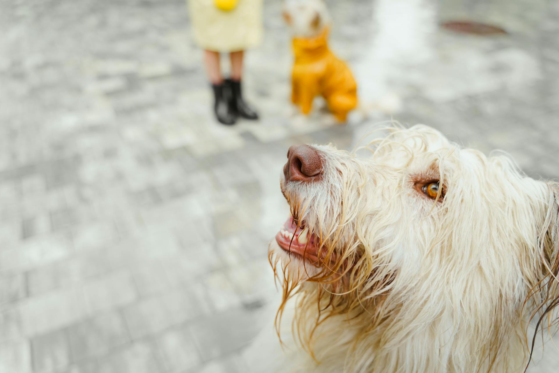 Närbilder av en hund