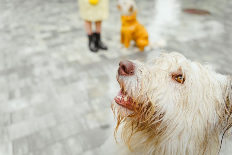 Close Up Photo Of A Dog