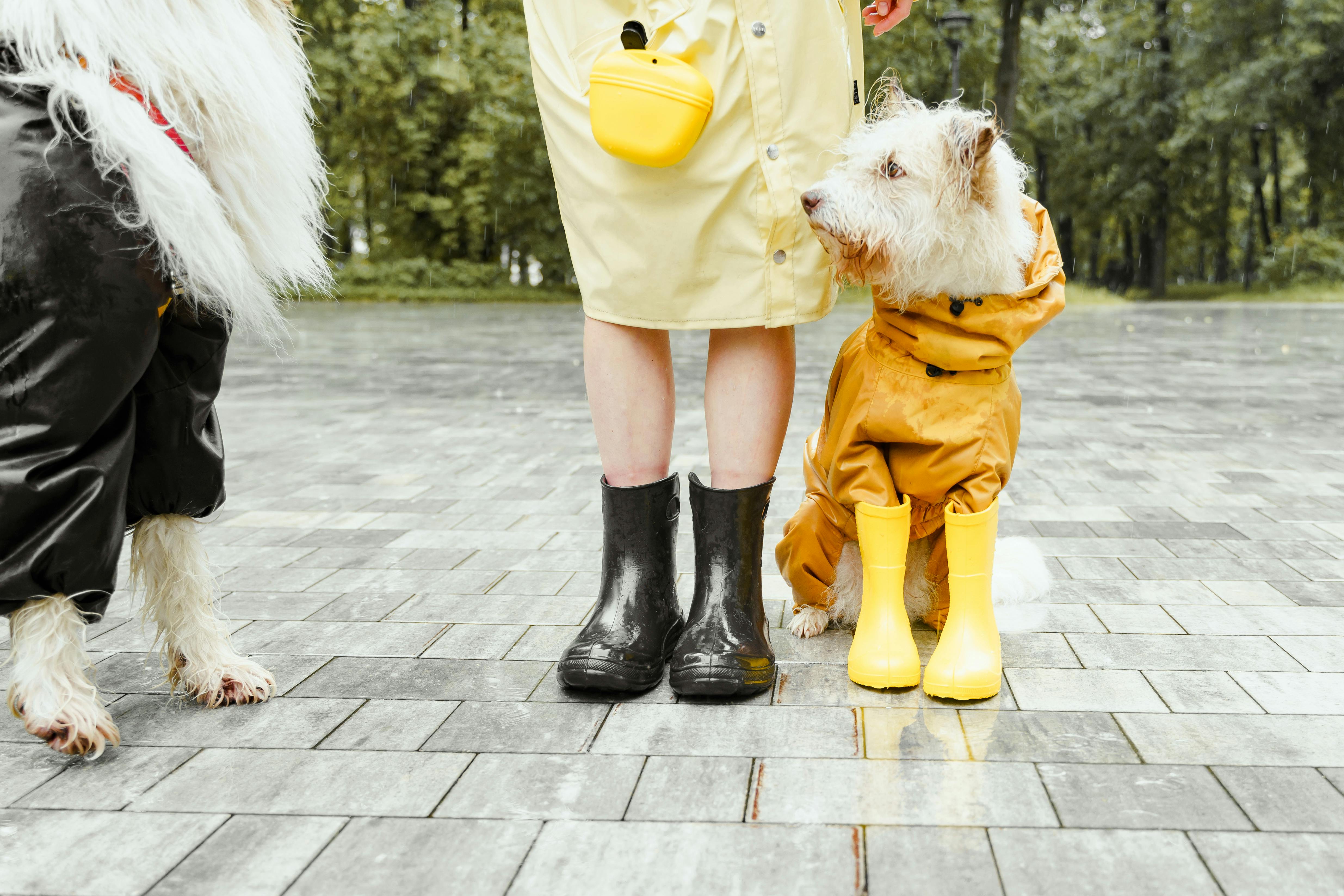 Dogs in Raincoat Standing Close to Owners Legs