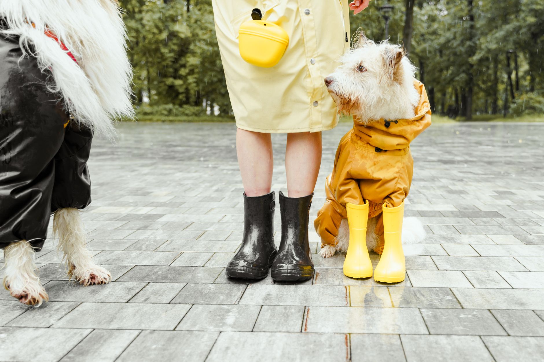 Mit dem Hund raus – bei jedem Wetter