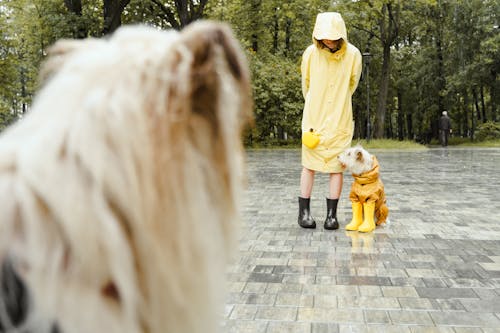 Immagine gratuita di animale domestico, cani, carino