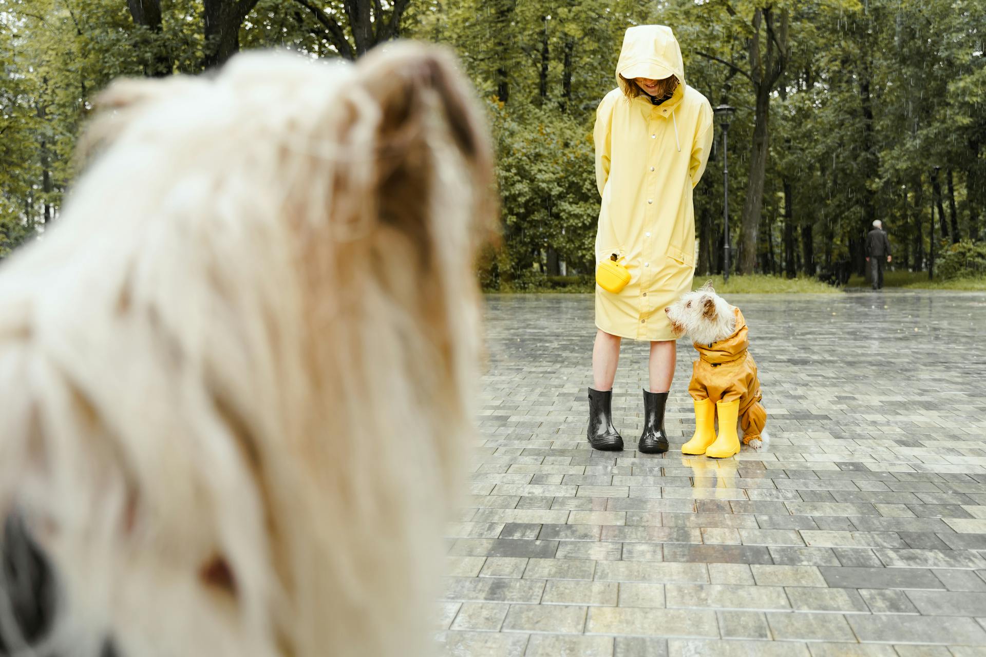 Woman Standing in Rain with her Dogs