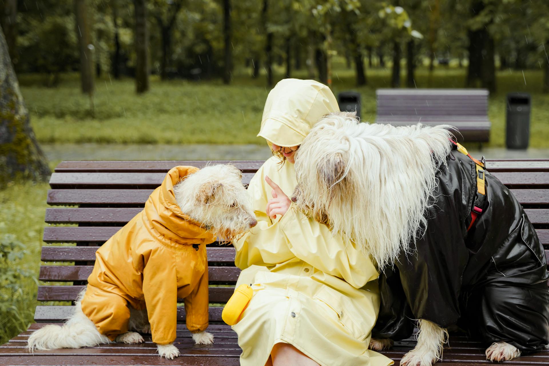 A Person Wearing Yellow Raincoat Sitting on a Wooden Bench with His White Dogs