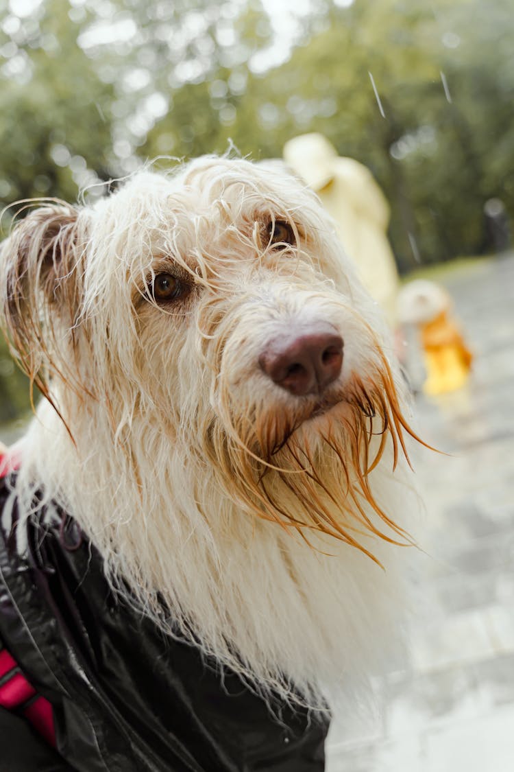 Close-Up Shot Of A Wet Dog 