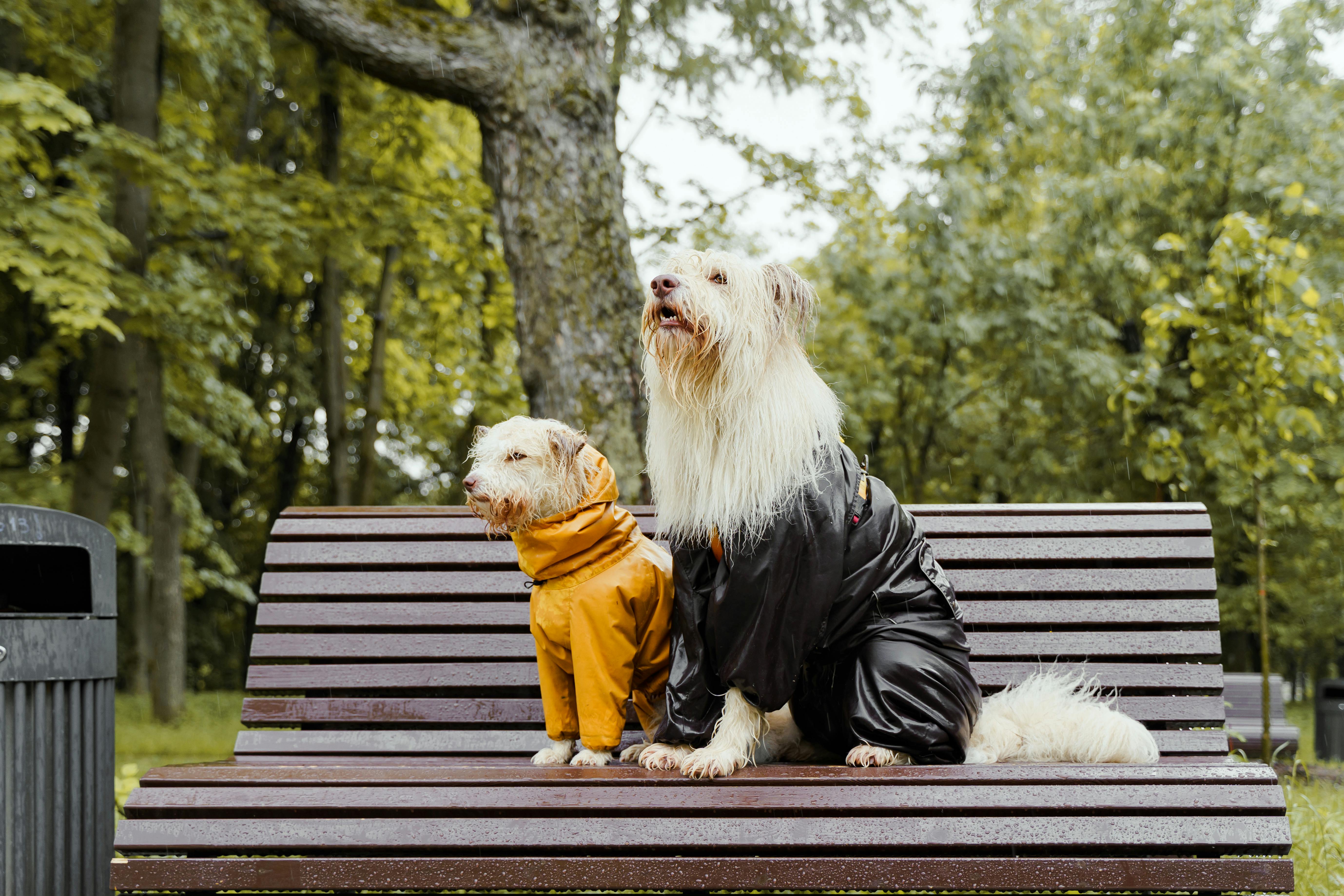 dogs sitting on the bench