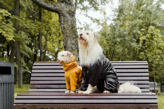 Two dogs in raincoats sit on a bench in a lush park setting.