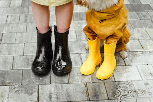 Person in Black Rain Boots Beside a Dog Wearing Yellow Rain Boots