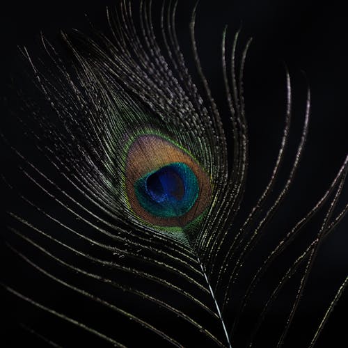 Free stock photo of peacock feathers Stock Photo