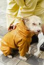Person in Yellow Coat Holding White Long Coated Dog with Yellow Raincoat