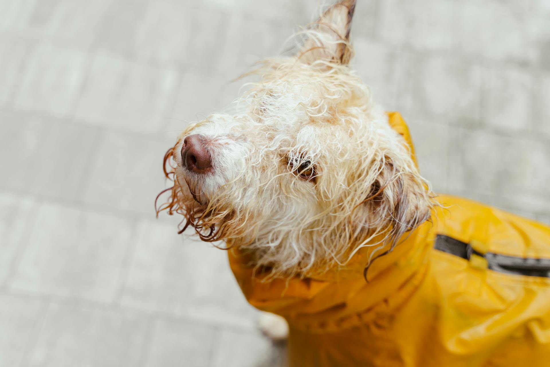 A Wet Dog with White Fur Wearing Yellow Raincoat