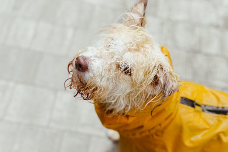 A Wet Dog With White Fur Wearing Yellow Raincoat