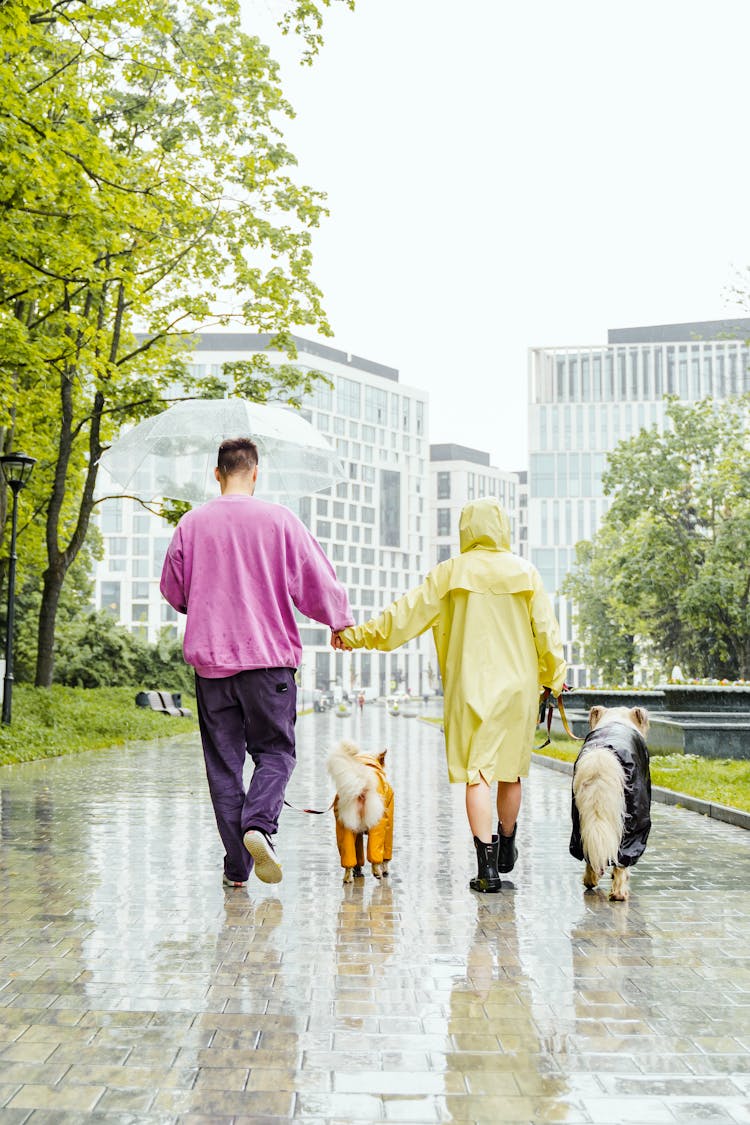 Man With Umbrella Walking The Dogs Beside Woman In Yellow Raincoat