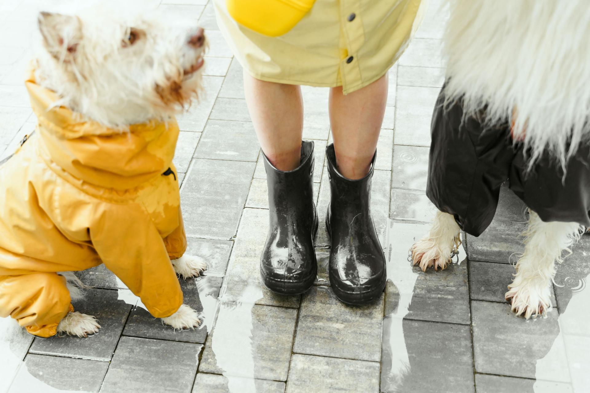 Honden zitten op natte vloer en dragen regenjassen