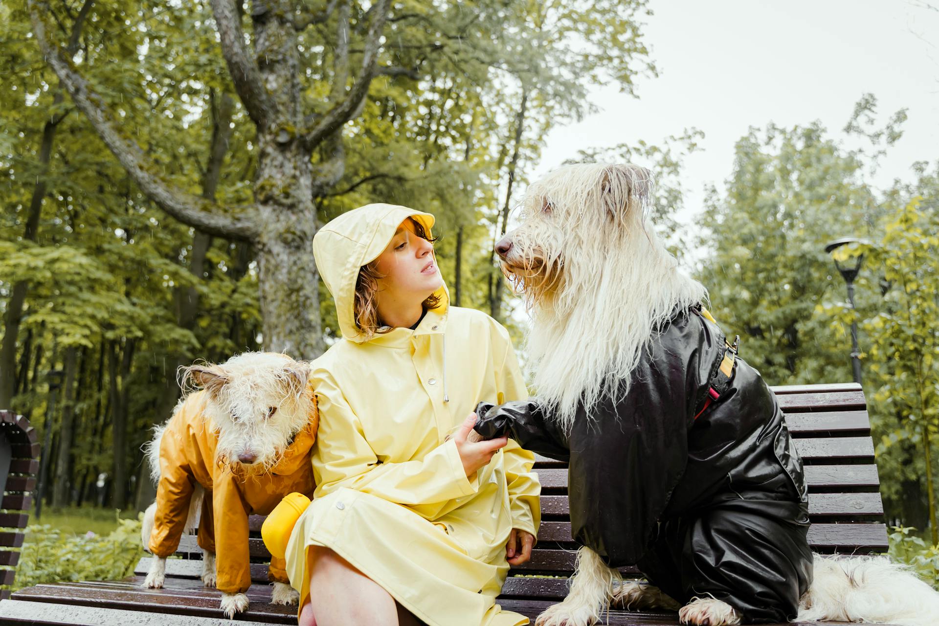 Woman in Yellow Raincoat Sitting Beside Her White Long Coated Dogs on a Wooden Bench in the Park