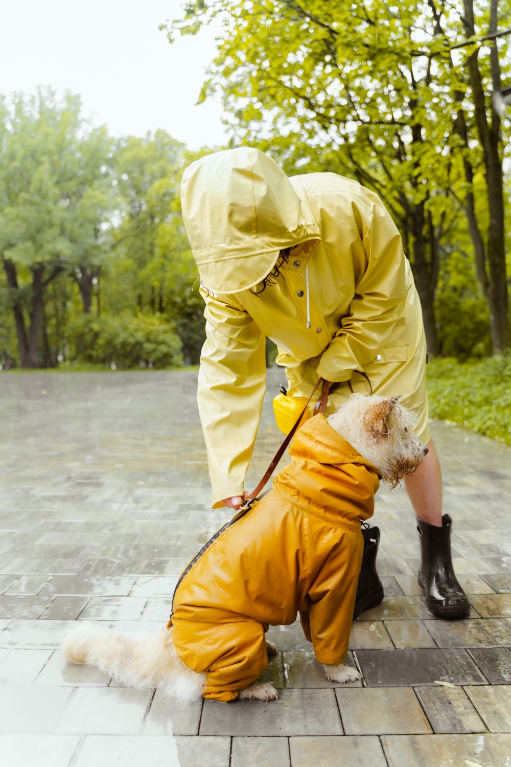 Person and dog in yellow raincoats enjoying an outdoor walk in the rain