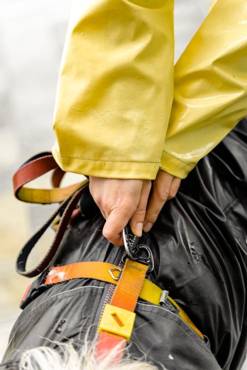Dog Hides When You Pick Up the Leash: Fear, Pain or Handling Sensitivity? (2026)