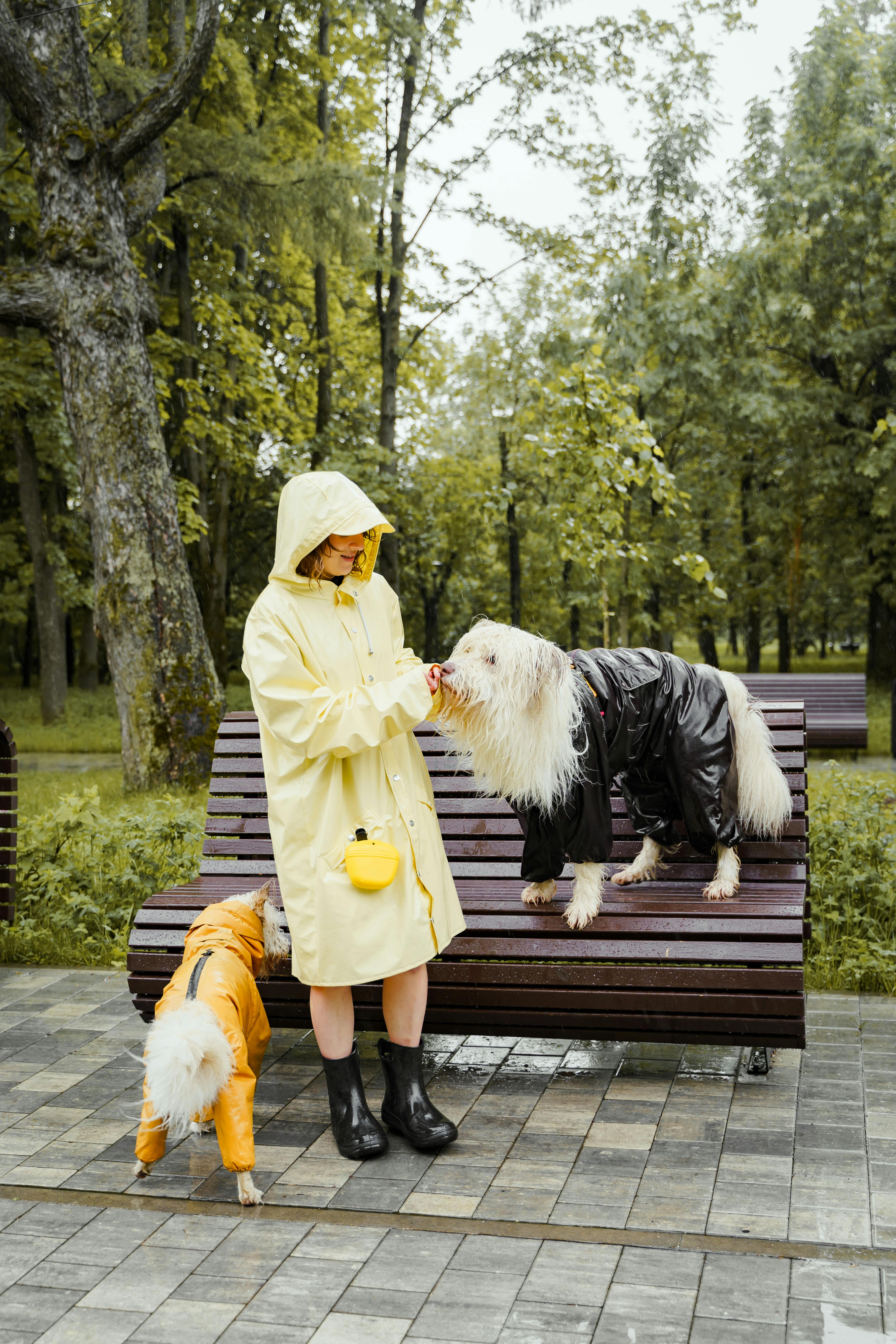 Woman in Yellow Raincoat Standing Beside Two Dogs Wearing Water Resistant Dog Clothing