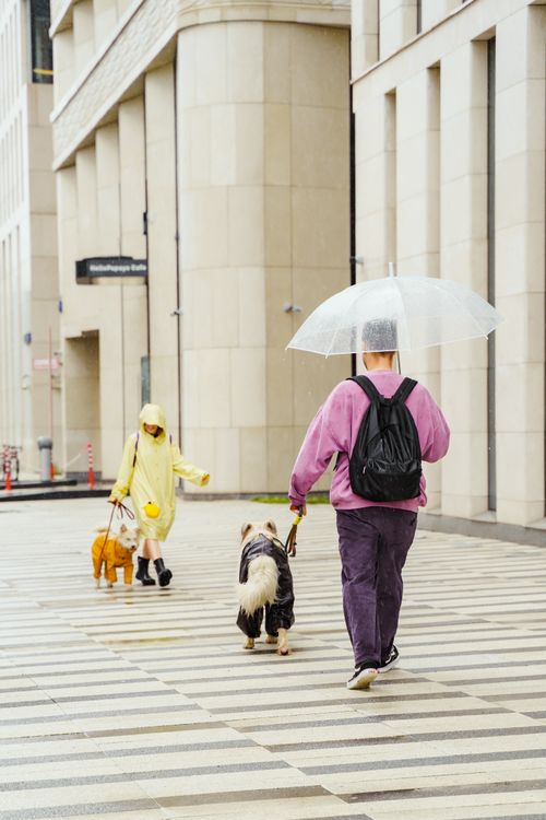 Free Two people walk dogs in raincoats on a rainy city street under umbrellas, capturing urban lifestyle. Stock Photo