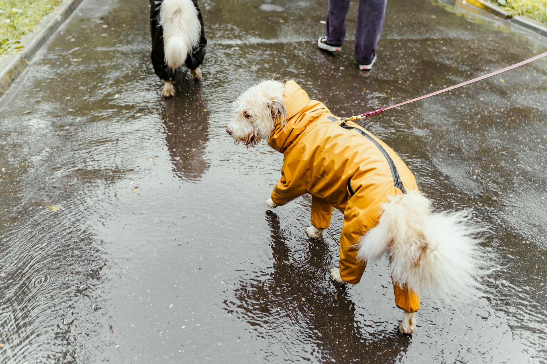 Dogs Walking on Wet Road