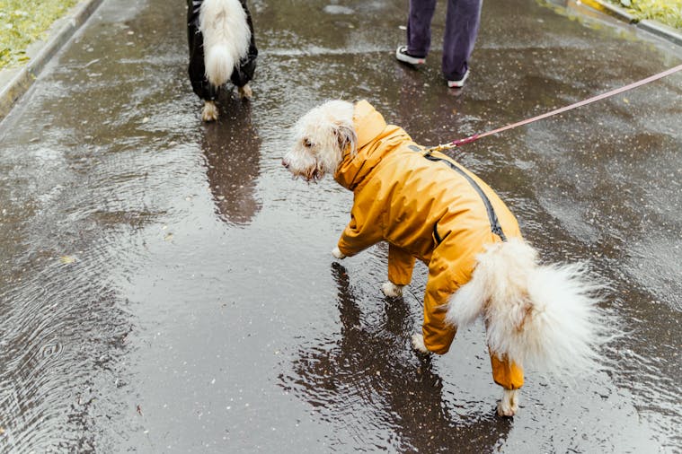 Two dogs in colorful raincoats walking on a rainy day, capturing the essence of a wet adventure