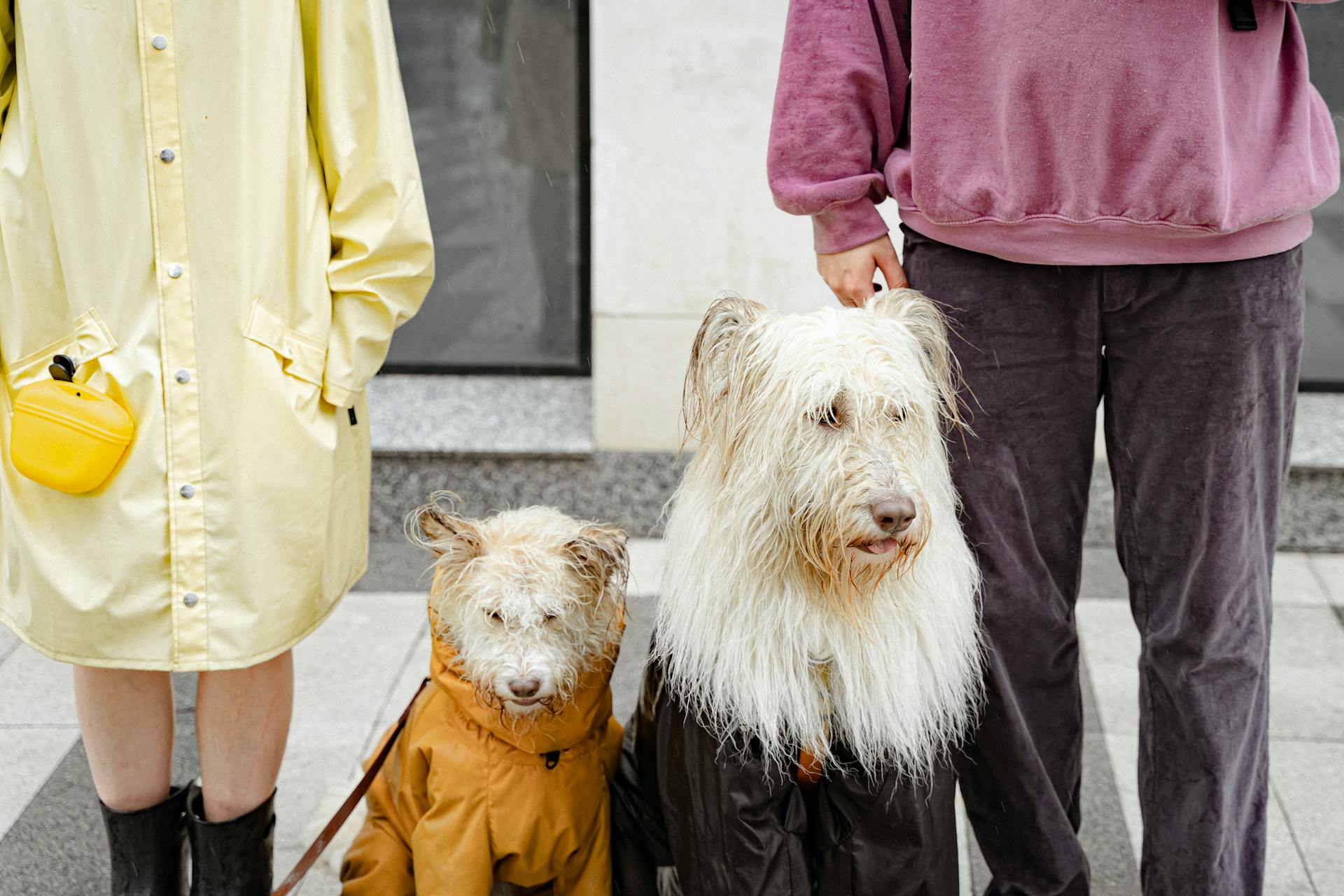 Couple Standing with their Dogs