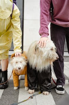 People petting two dogs dressed in raincoats, depicting companionship on a rainy day.