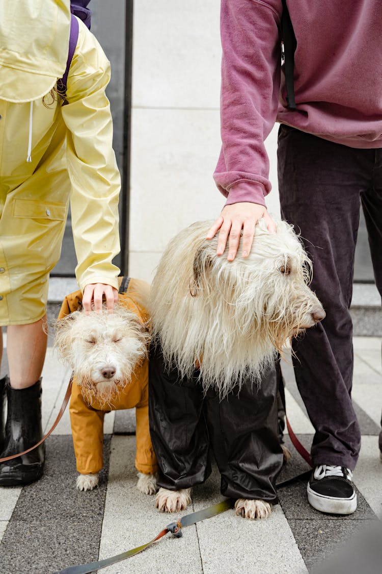 People Touching Their Dogs Head 