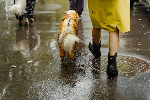 Immagine gratuita di animale domestico, camminare, cani