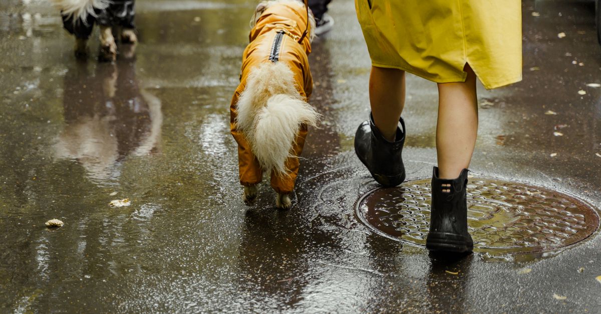 雨の中を歩く人