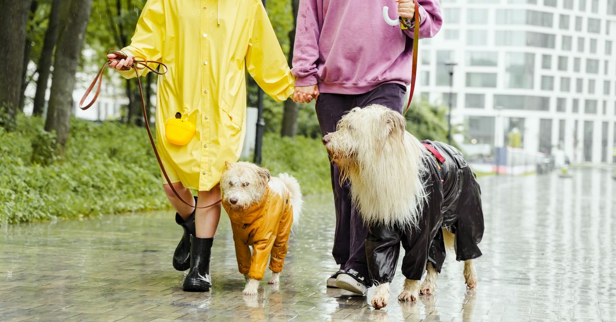 Essential Steps to Create a Thriving Pet Friendly Network