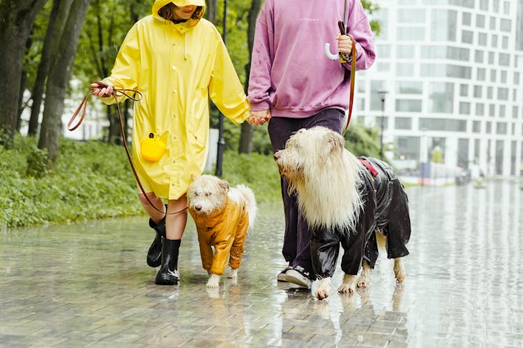 Couple Walking The Dogs On A Rainy Day