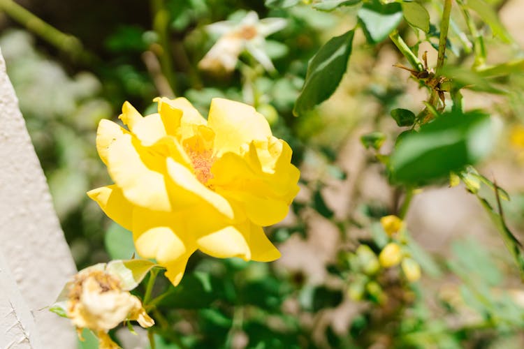 A Close-Up Shot Of A Sun Flare Flower In Bloom