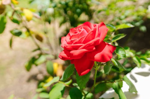 Free Photo of a Red Rose in Bloom Stock Photo