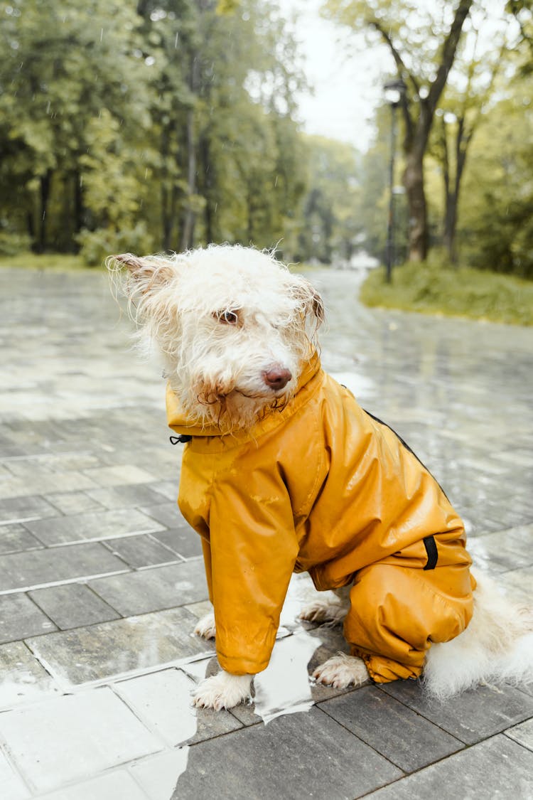 White Dog In Yellow Raincoat Sitting Under The Rain