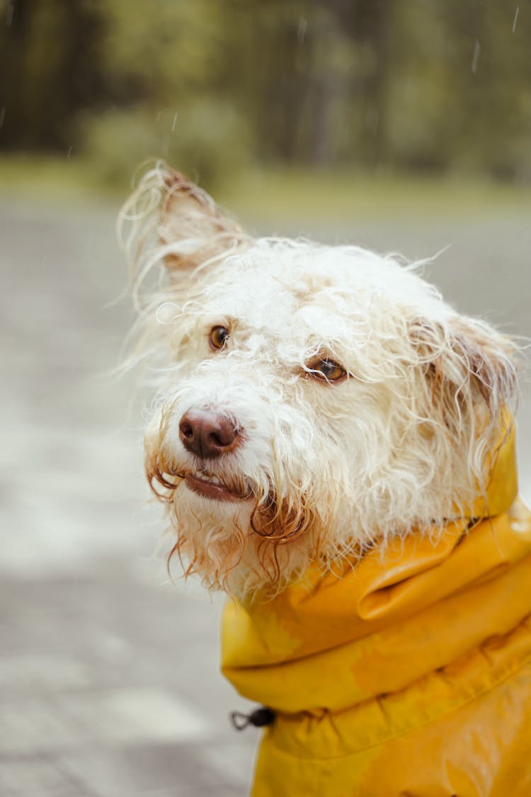 White Long Coated Dog In Yellow Raincoat