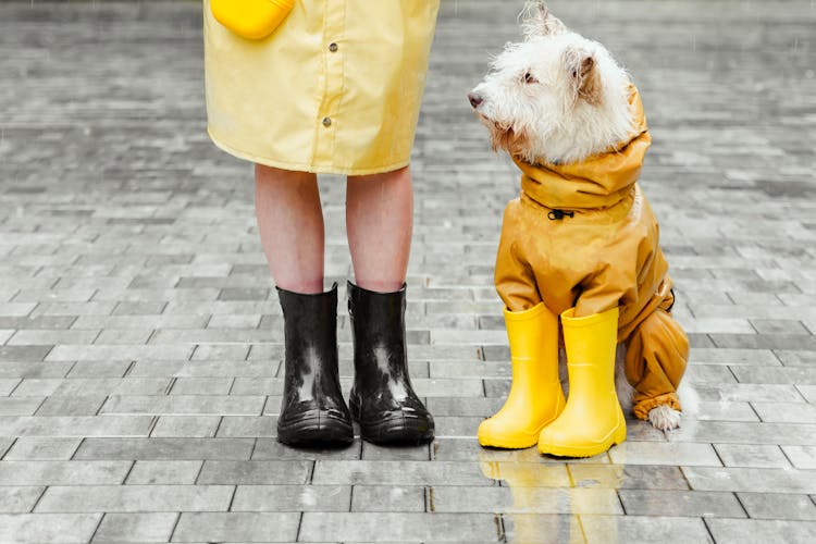 A Cute Dog Wearing Raincoat Near Its Owner