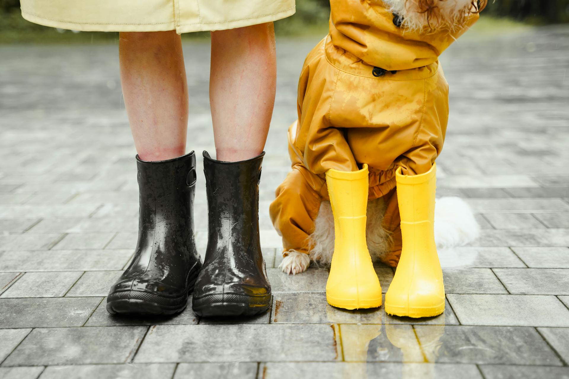 Person in Black Rain Boots Beside a Dog Wearing Yellow Rain Boots