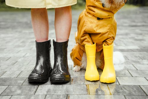 Global Fun: Why Pets in Japan Wear Shoes for Rain Walks
