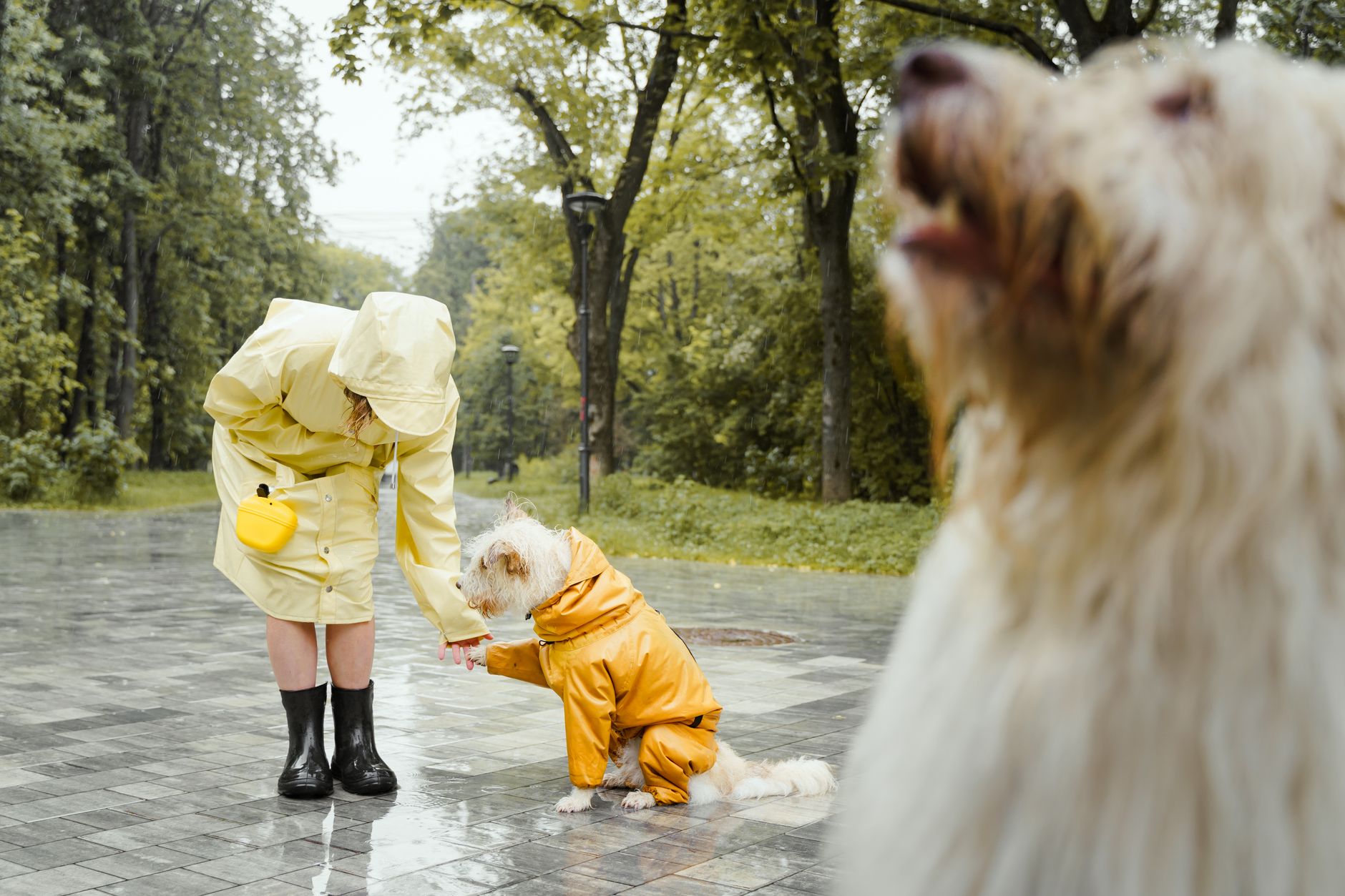 A person in a raincoat with dogs on a rainy day in the park, capturing a moment of pet care and wet weather.