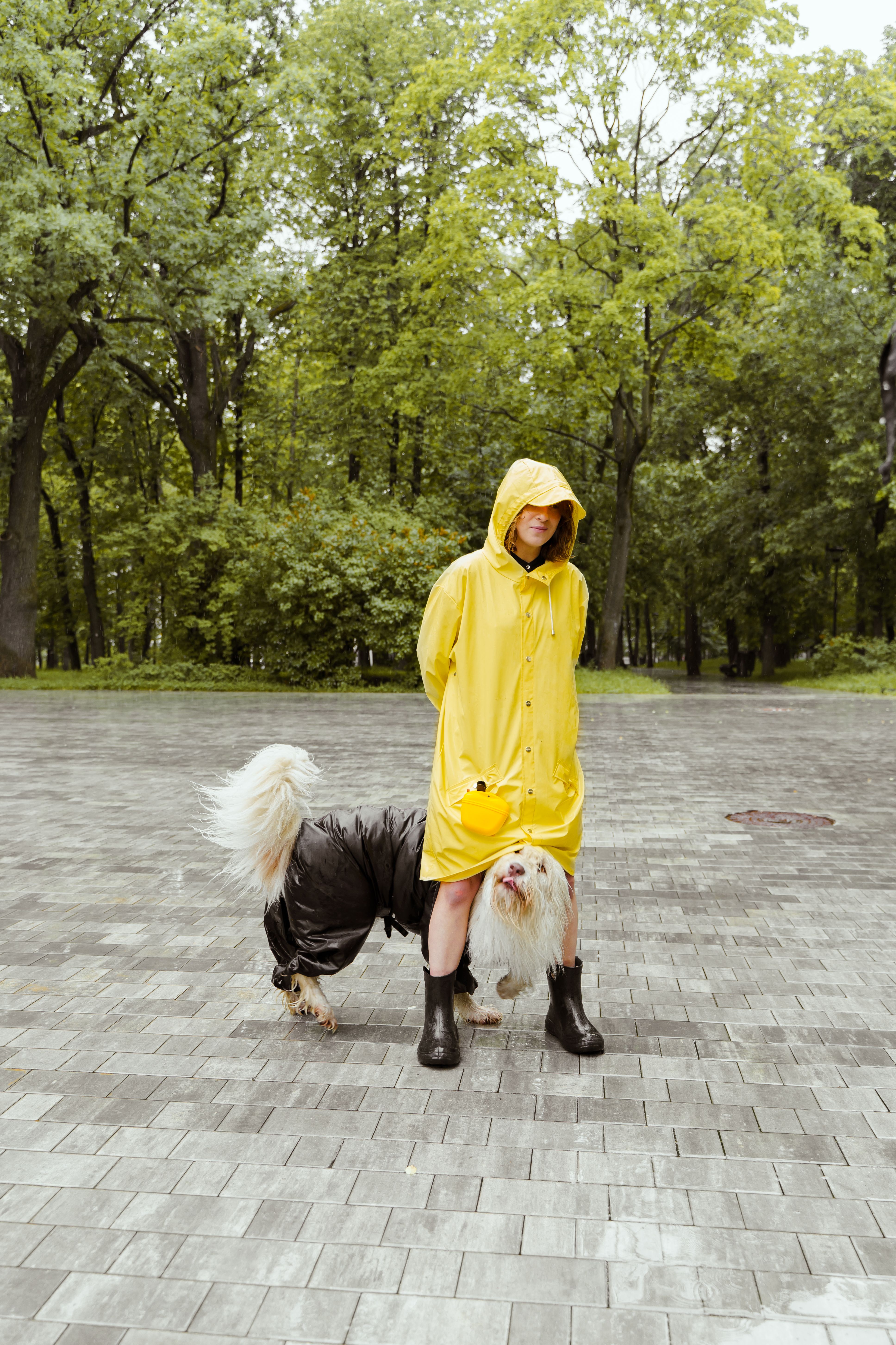 Person Standing on Rain with a Dog · Free Stock Photo