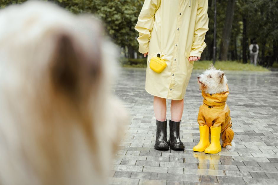 Person and dog wearing raincoats and boots, standing on wet pavement during a rainy day.