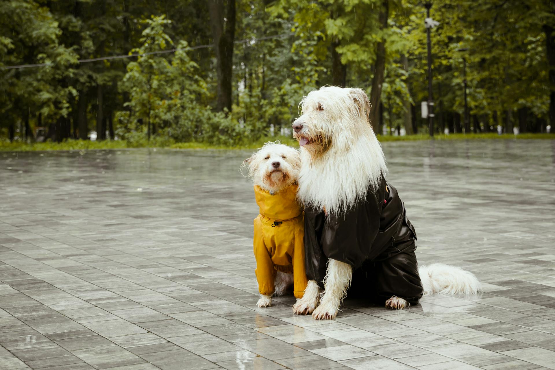 Wet Dogs Sitting Under the Rain