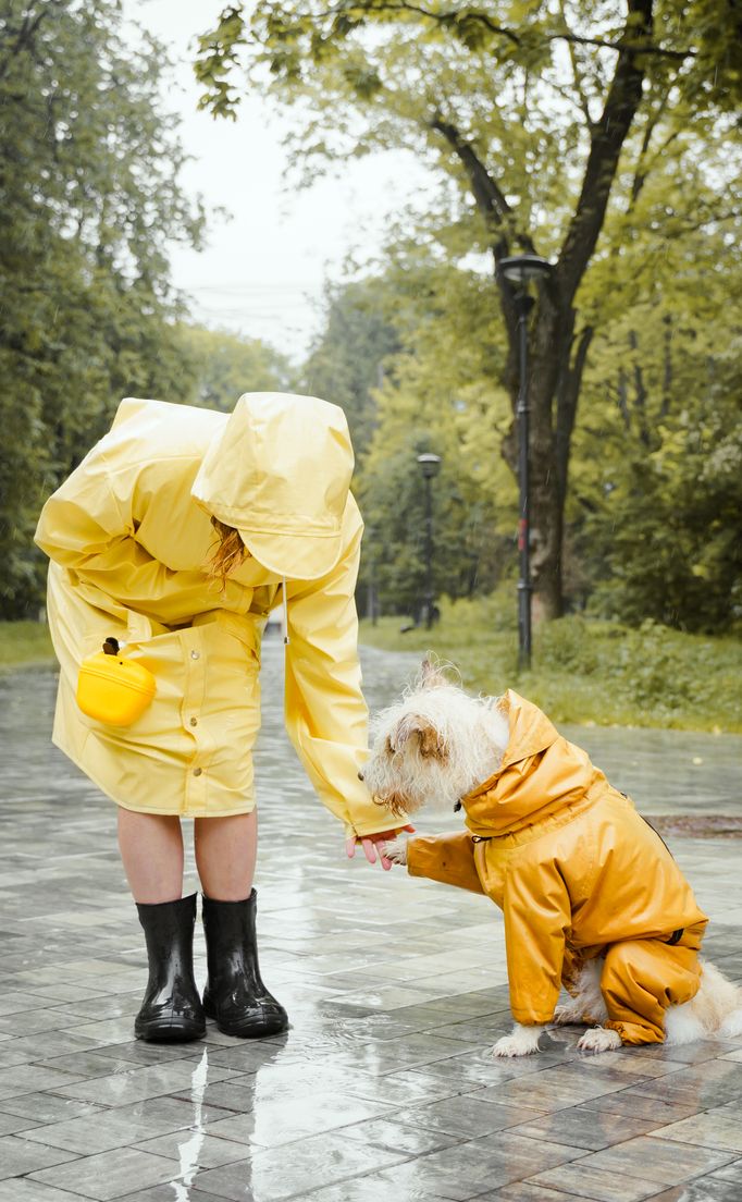 10.000+ Foto Wallpaper Anjing Terbaik · Unduh Gratis 100% · Foto Stok