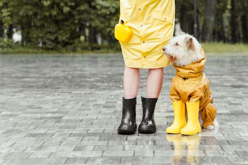 下雨, 家畜, 寵物 的 免费素材图片