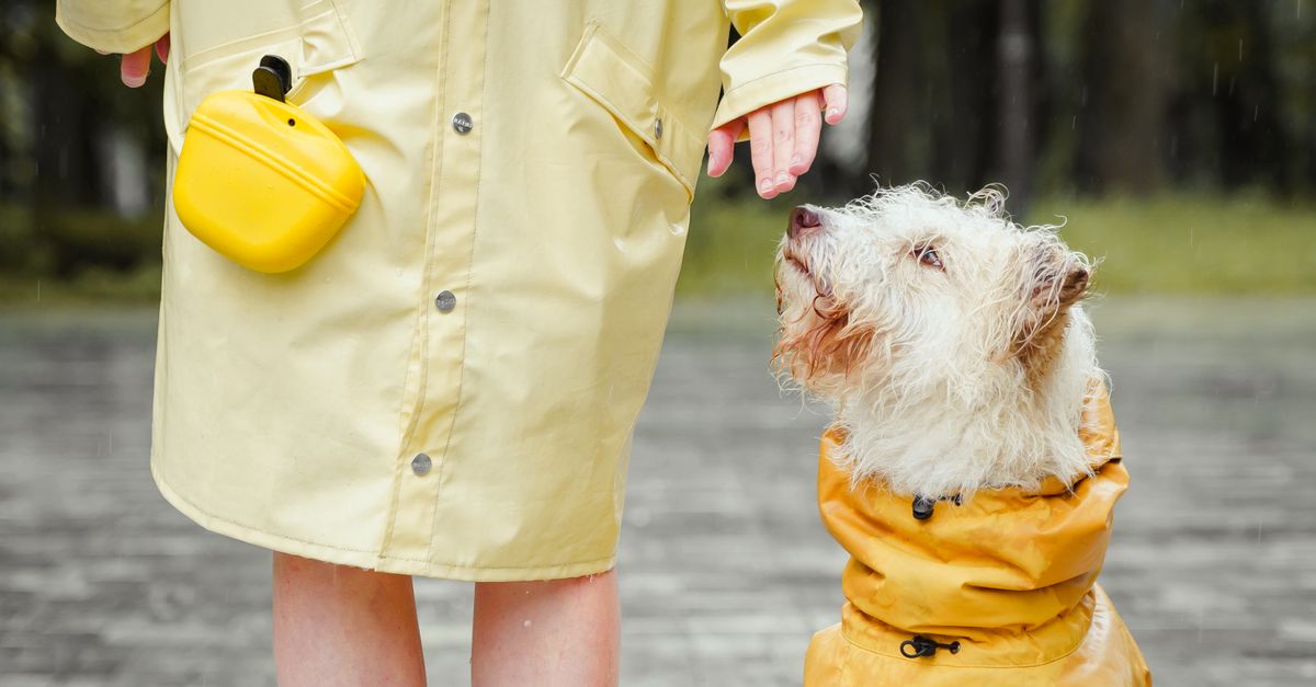Rüyada Yağmurda Yürümek - Rüya Tabiri ve Anlamı - A woman and her dog in matching yellow raincoats enjoying a rainy day outdoors.